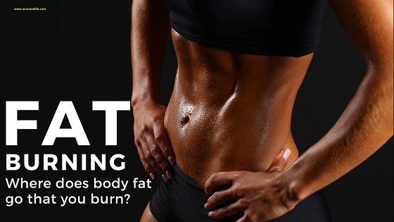 Fat burning: where does body fat go that you burn?