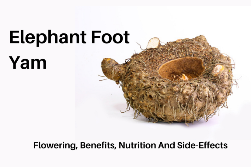 Elephant Foot Yam: Flowering, Benefits, Nutrition and Side-Effects