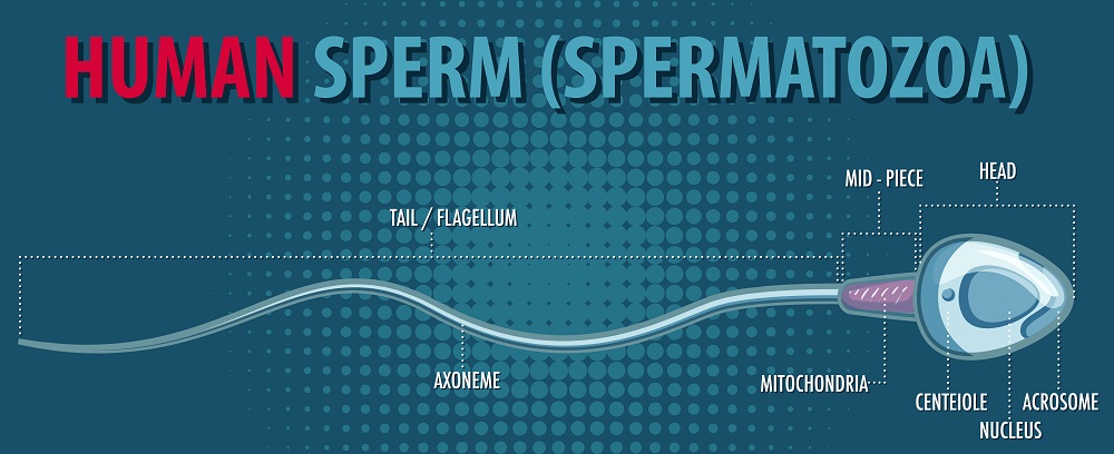 Structure of human sperm (spermatozoa)