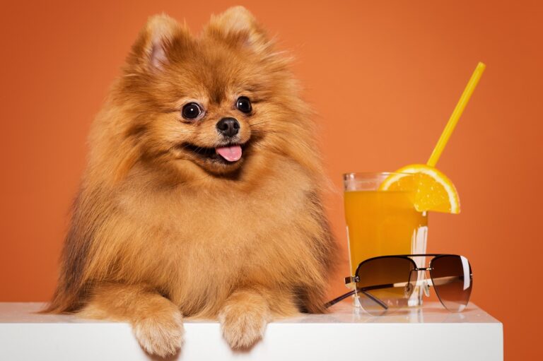 Cute spitz with juice